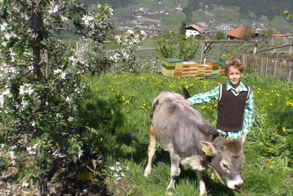 Krebishof Agriturismo Schenna Dış mekan fotoğraf